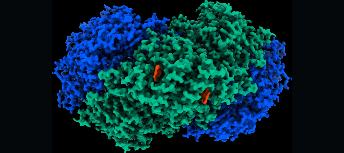 Huc enzyme