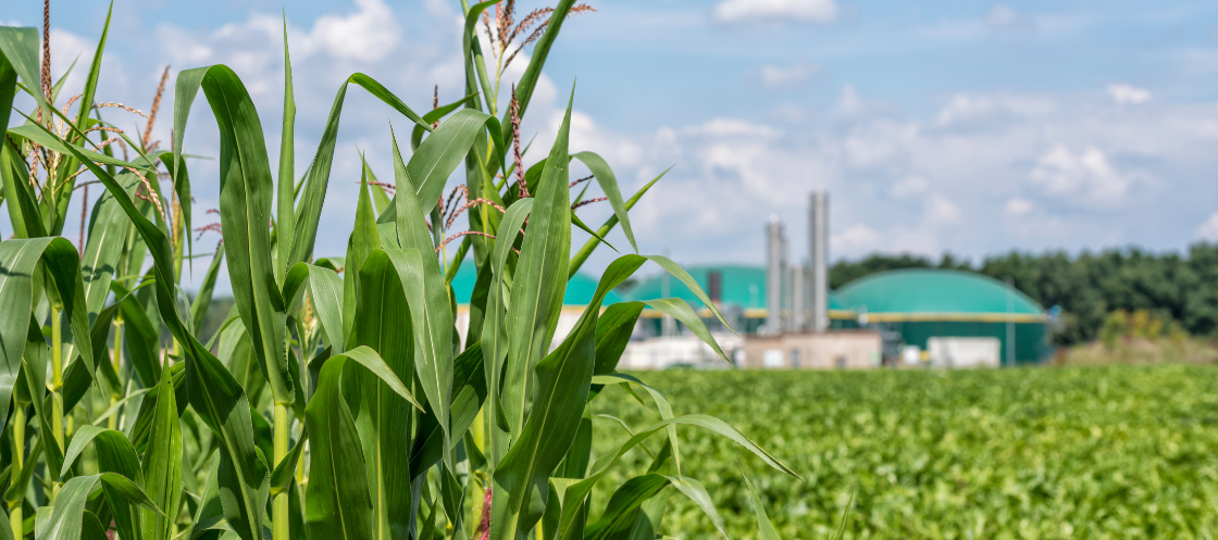 Biomass field