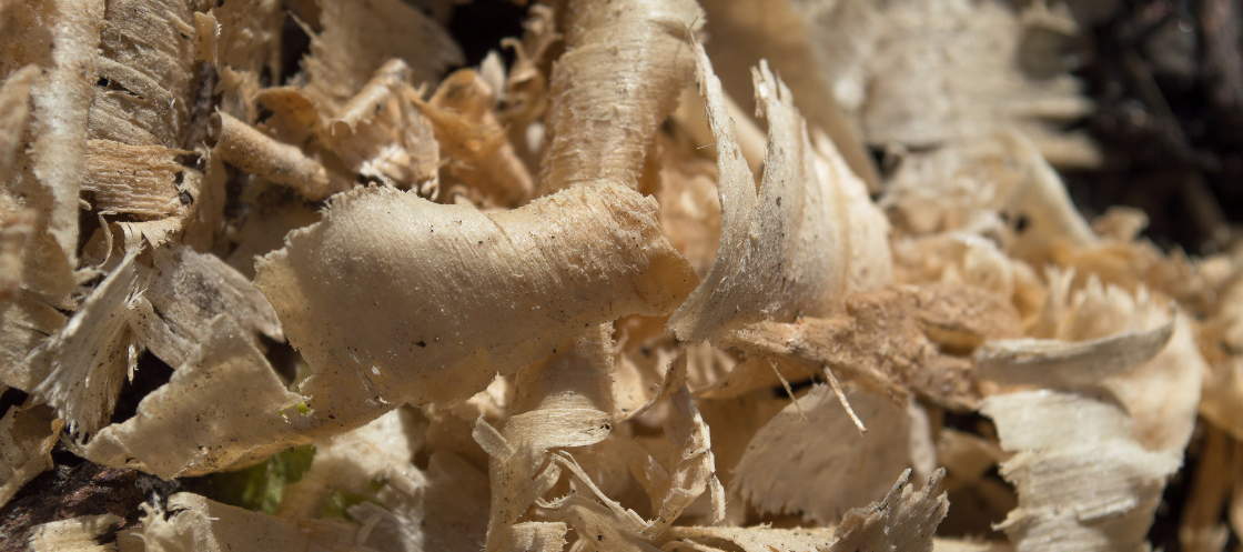 Wood shavings